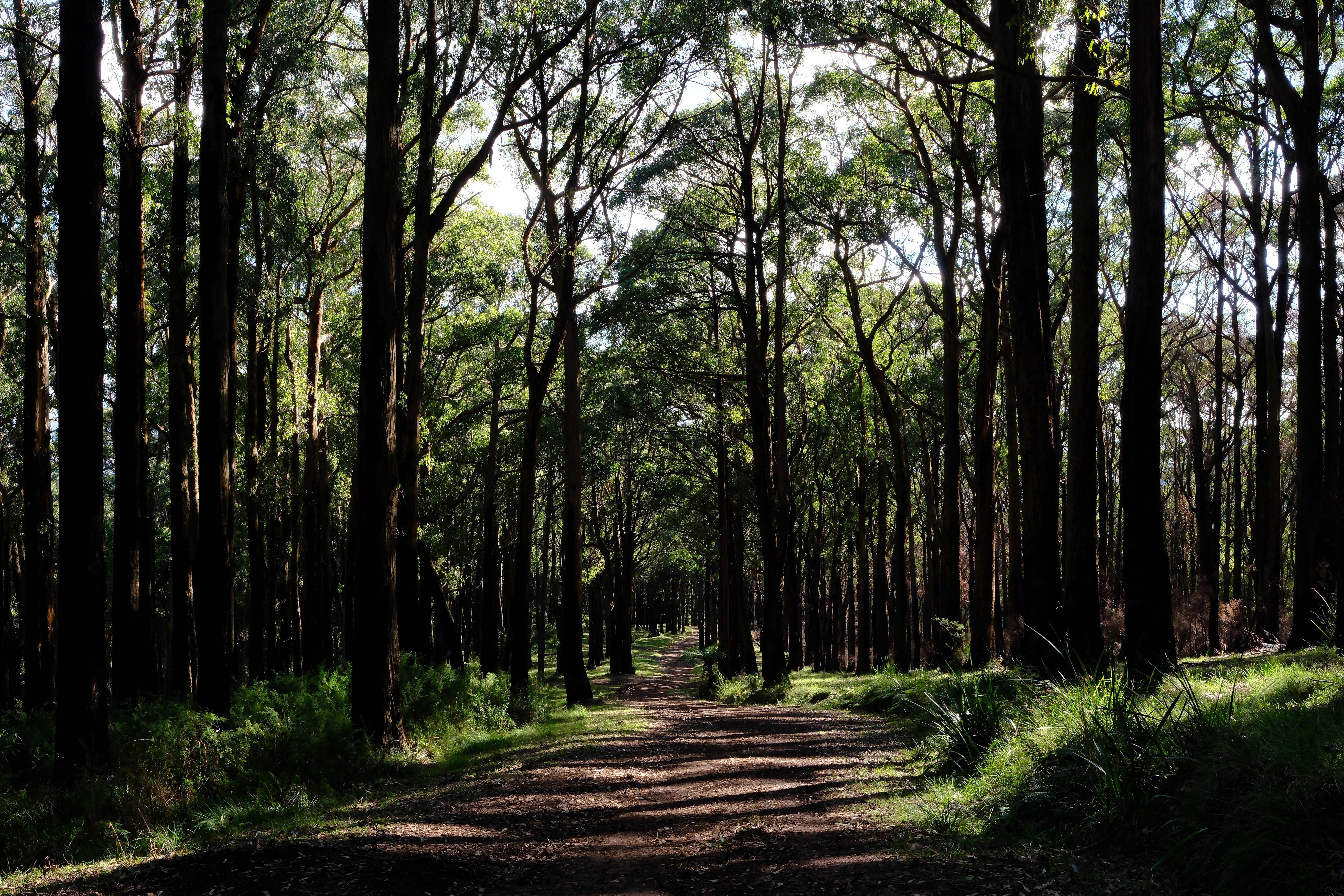 Bushwalking Near Perth: Best Trails, Reserves and National Parks