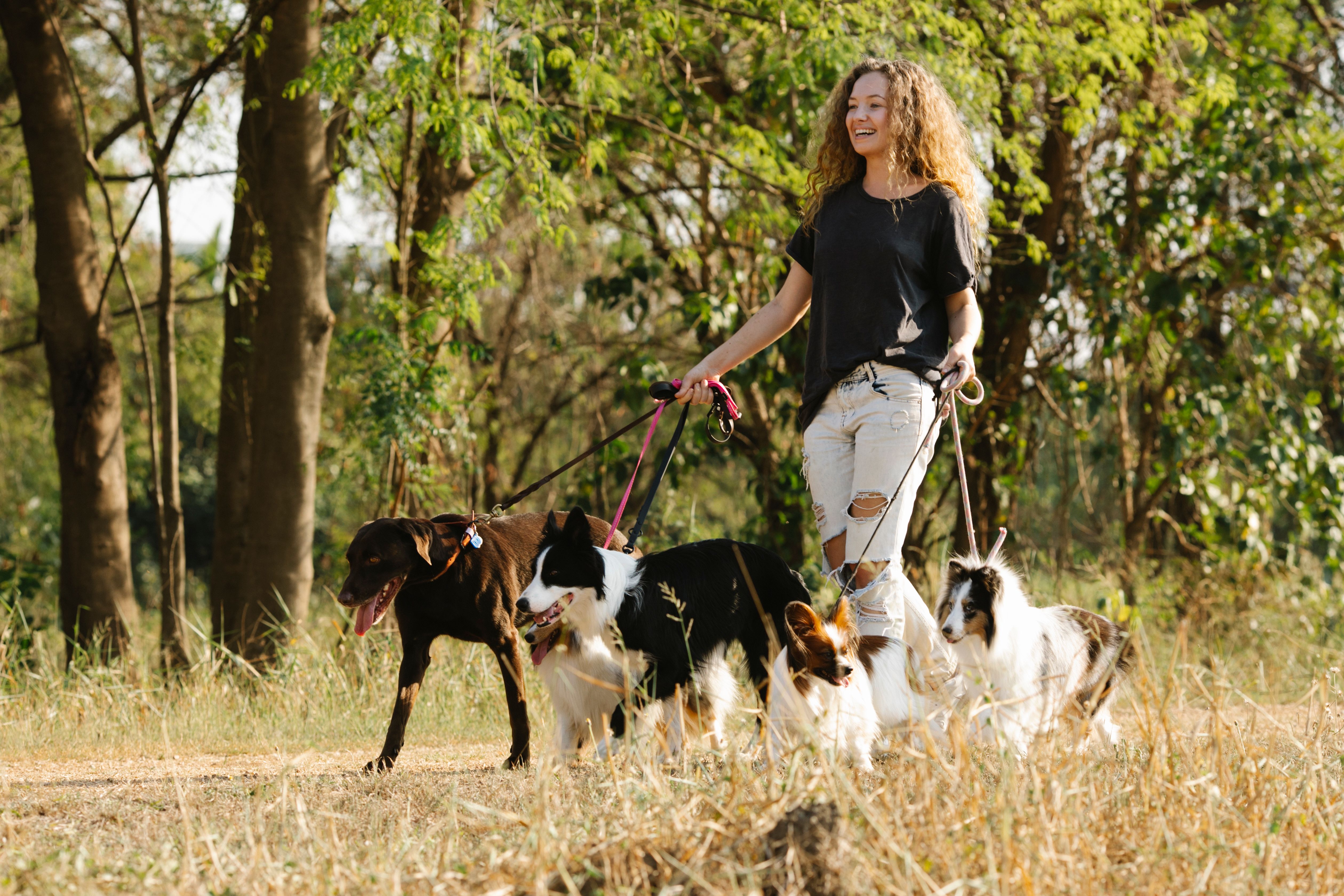 Dog-Friendly Parks in Perth: Off-Leash Areas and Walking Trails